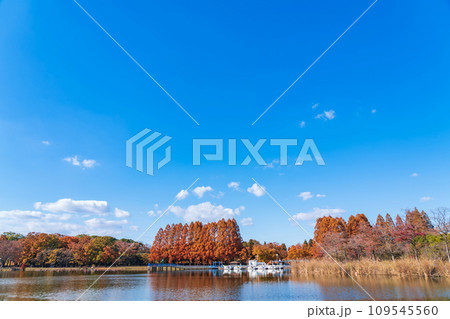 秋の庄内緑地公園〈愛知県名古屋市〉 秋の庄内緑地公園〈愛知県名古屋市〉 109545560