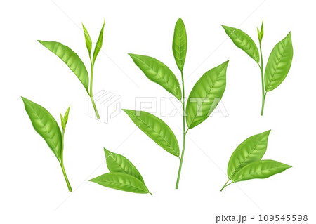 Tea leaf. Green matcha leaves, mint plant bud and branch, fresh and healthy beverage, botanical twig and foliage. Organic products. Morning herbal drink. Realistic isolated floral elements. Vector set 109545598