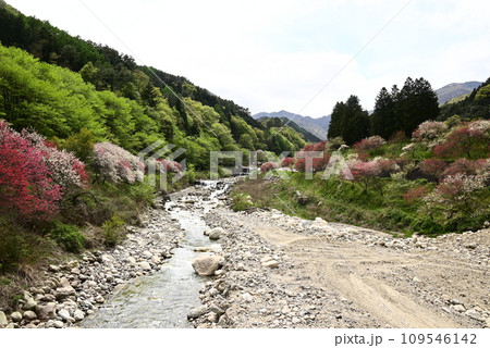 花桃の里を流れる小川 109546142
