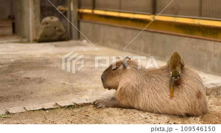 カピバラとリスザル カピバラとリスザル 109546150