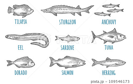 Whole fresh different types of fish. Vector engraving Whole fresh different types of fish. Vector engraving 109546173