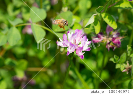 れんげ草と蜜蜂 れんげ草と蜜蜂 109546973