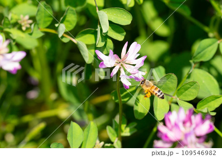 れんげ草と蜜蜂 れんげ草と蜜蜂 109546982
