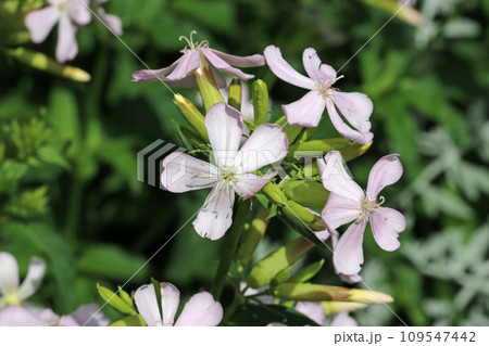 Pink single flowered soapwort flowers in close up 109547442