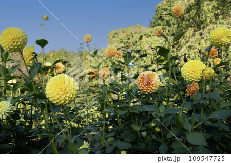 ダリアの花畑 109547725