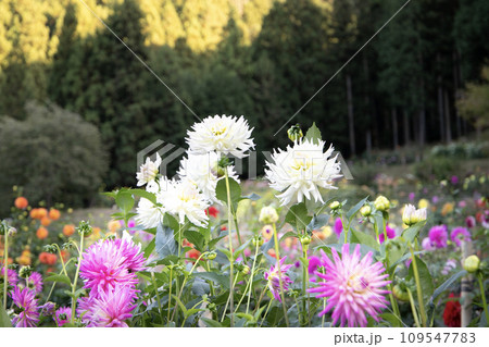 山間の花畑に咲くダリア 109547783