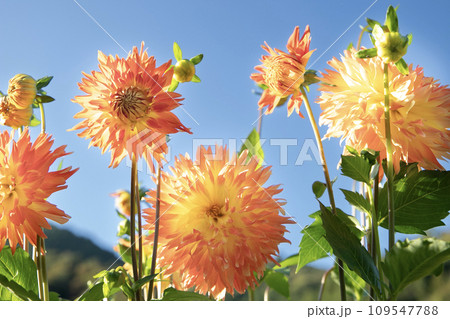 青空とオレンジ色のダリア（品種：秋祭り） 109547788