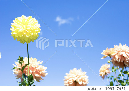 青空に咲く黄色とオレンジのダリア(品種:イエロークリスタル、満秋) 青空に咲く黄色とオレンジのダリア(品種:イエロークリスタル、満秋) 109547971