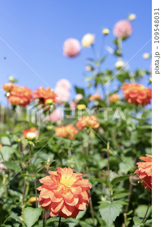 青空に咲くオレンジのダリア（品種：里山の秋） 109548031