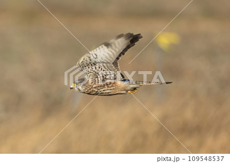田んぼを飛翔するチョウゲンボウ 109548537