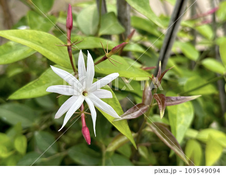 Angel-wing jasmine (lat.- Jasminum laurifolium) Angel-wing jasmine (lat.- Jasminum laurifolium) 109549094