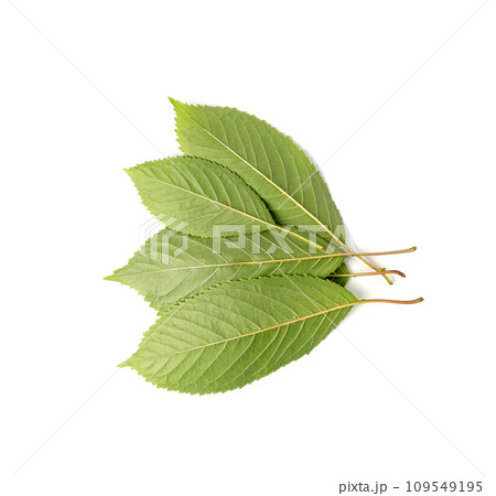 Cherry Leaf Isolated, Green Fruit Leaves, Cherry Tree Leaf 109549195