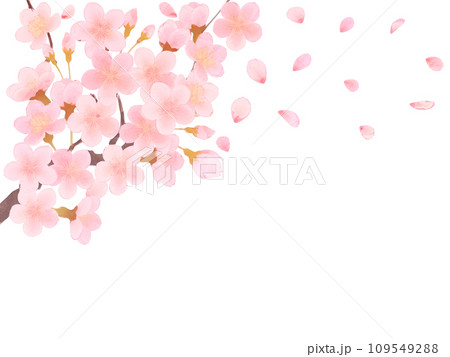 シンプルな満開の桜のイラスト シンプルな満開の桜のイラスト 109549288