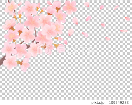 シンプルな満開の桜のイラスト シンプルな満開の桜のイラスト 109549288