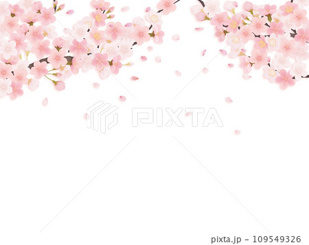 シンプルな満開の桜のイラスト 109549326