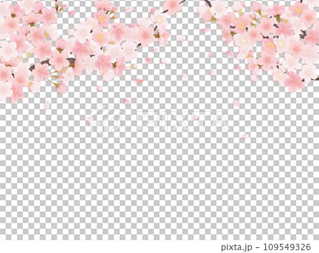 シンプルな満開の桜のイラスト 109549326