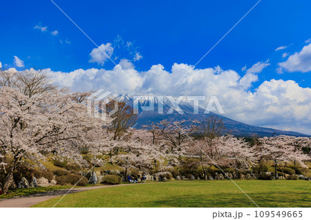 静岡県 富士宮市 富士桜自然墓地公園 満開の桜 静岡県 富士宮市 富士桜自然墓地公園 満開の桜 109549665
