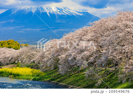 静岡県 富士市 龍厳淵の桜並木と富士山 静岡県 富士市 龍厳淵の桜並木と富士山 109549676