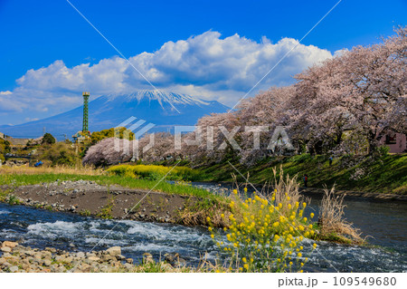 静岡県　富士市　龍厳淵の桜並木と富士山 109549680