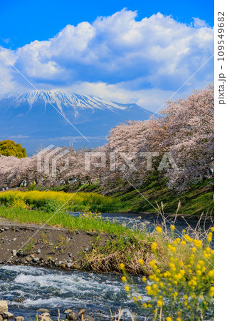 静岡県 富士市 龍厳淵の桜並木と富士山 静岡県 富士市 龍厳淵の桜並木と富士山 109549682