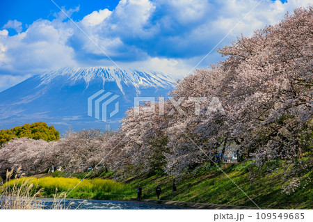 静岡県　富士市　龍厳淵の桜並木と富士山 109549685