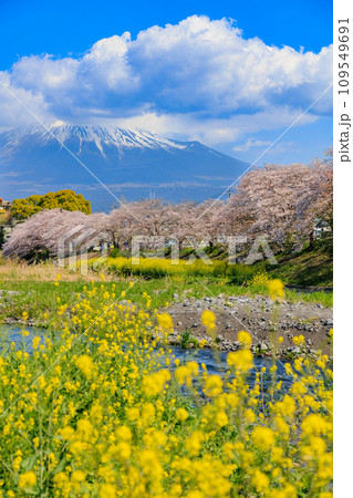 静岡県　富士市　龍厳淵の桜並木と富士山 109549691