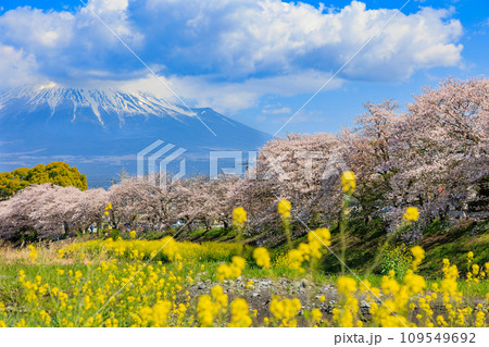静岡県　富士市　龍厳淵の桜並木と富士山 109549692