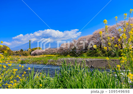 静岡県　富士市　龍厳淵の桜並木と富士山 109549698