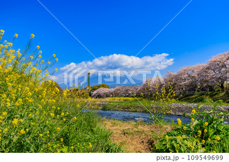 静岡県　富士市　龍厳淵の桜並木と富士山 109549699