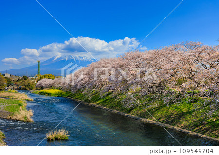 静岡県 富士市 龍厳淵の桜並木と富士山 静岡県 富士市 龍厳淵の桜並木と富士山 109549704