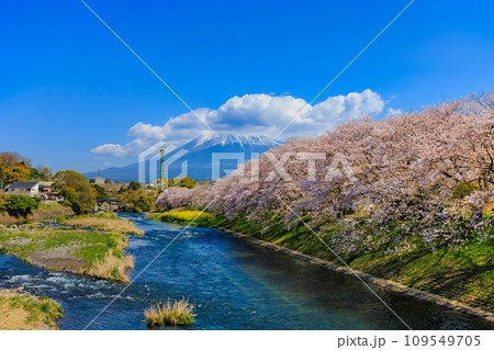 静岡県　富士市　龍厳淵の桜並木と富士山 109549705