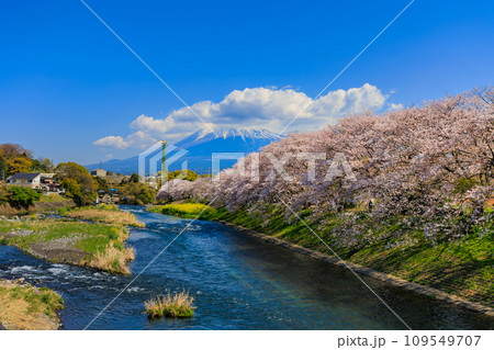 静岡県　富士市　龍厳淵の桜並木と富士山 109549707