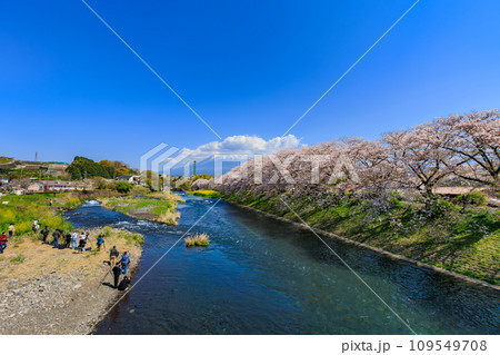 静岡県　富士市　龍厳淵の桜並木と富士山 109549708