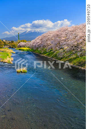 静岡県 富士市 龍厳淵の桜並木と富士山 静岡県 富士市 龍厳淵の桜並木と富士山 109549710