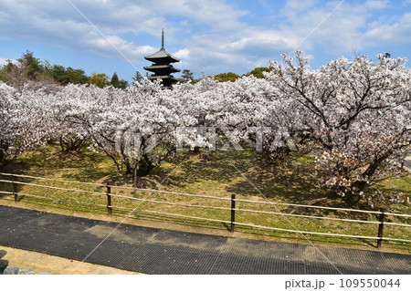 日本の春の京都　世界遺産の仁和寺　満開の御室桜と重要文化財の五重塔と美しい青空 109550044