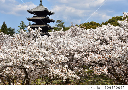 日本の春の京都　世界遺産の仁和寺　満開の御室桜と重要文化財の五重塔と美しい青空 109550045
