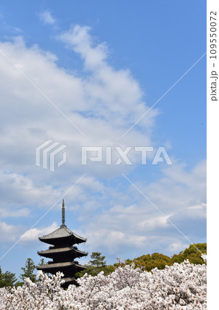 日本の春の京都 世界遺産の仁和寺 満開の御室桜と重要文化財の五重塔と美しい青空 日本の春の京都 世界遺産の仁和寺 満開の御室桜と重要文化財の五重塔と美しい青空 109550072