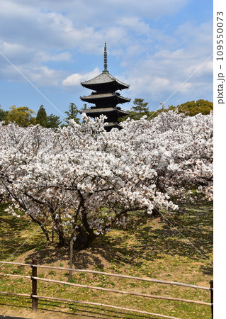 日本の春の京都 世界遺産の仁和寺 満開の御室桜と重要文化財の五重塔と美しい青空 日本の春の京都 世界遺産の仁和寺 満開の御室桜と重要文化財の五重塔と美しい青空 109550073