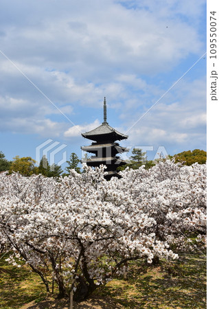 日本の春の京都 世界遺産の仁和寺 満開の御室桜と重要文化財の五重塔と美しい青空 日本の春の京都 世界遺産の仁和寺 満開の御室桜と重要文化財の五重塔と美しい青空 109550074