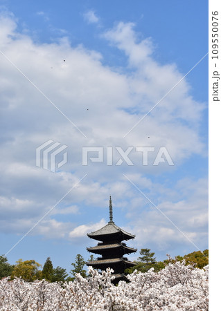 日本の春の京都　世界遺産の仁和寺　満開の御室桜と重要文化財の五重塔と美しい青空 109550076