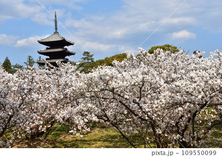 日本の春の京都　世界遺産の仁和寺　満開の御室桜と重要文化財の五重塔と美しい青空 109550099