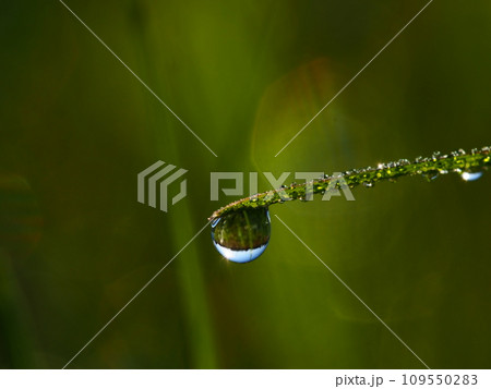 朝露に濡れる草の葉 輝くしずく 朝露に濡れる草の葉 輝くしずく 109550283