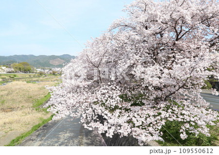 賀茂川沿いの桜 109550612
