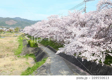 賀茂川沿いの桜並木 109550613