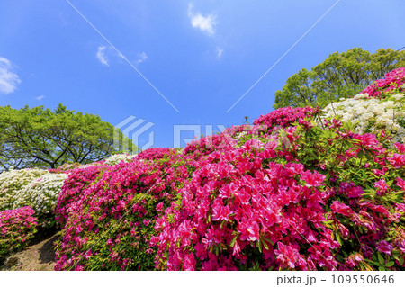 青空に映える音戸公園のツツジ 109550646