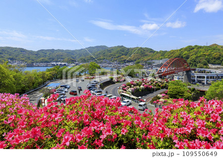 青空に映える音戸公園のツツジ 109550649