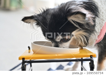 ドッグフードとサプリ 美味しそうに食べるチワワ ドッグフードとサプリ 美味しそうに食べるチワワ 109550734