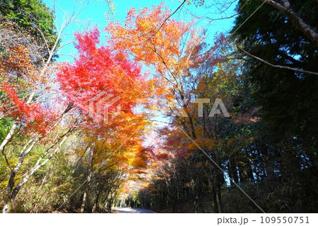 紅葉 紅葉 109550751