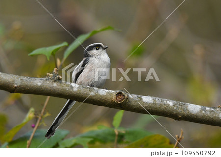 エナガ エナガ 109550792