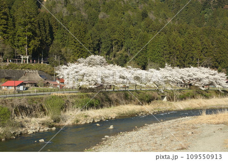 由良川沿いの桜並木 由良川沿いの桜並木 109550913